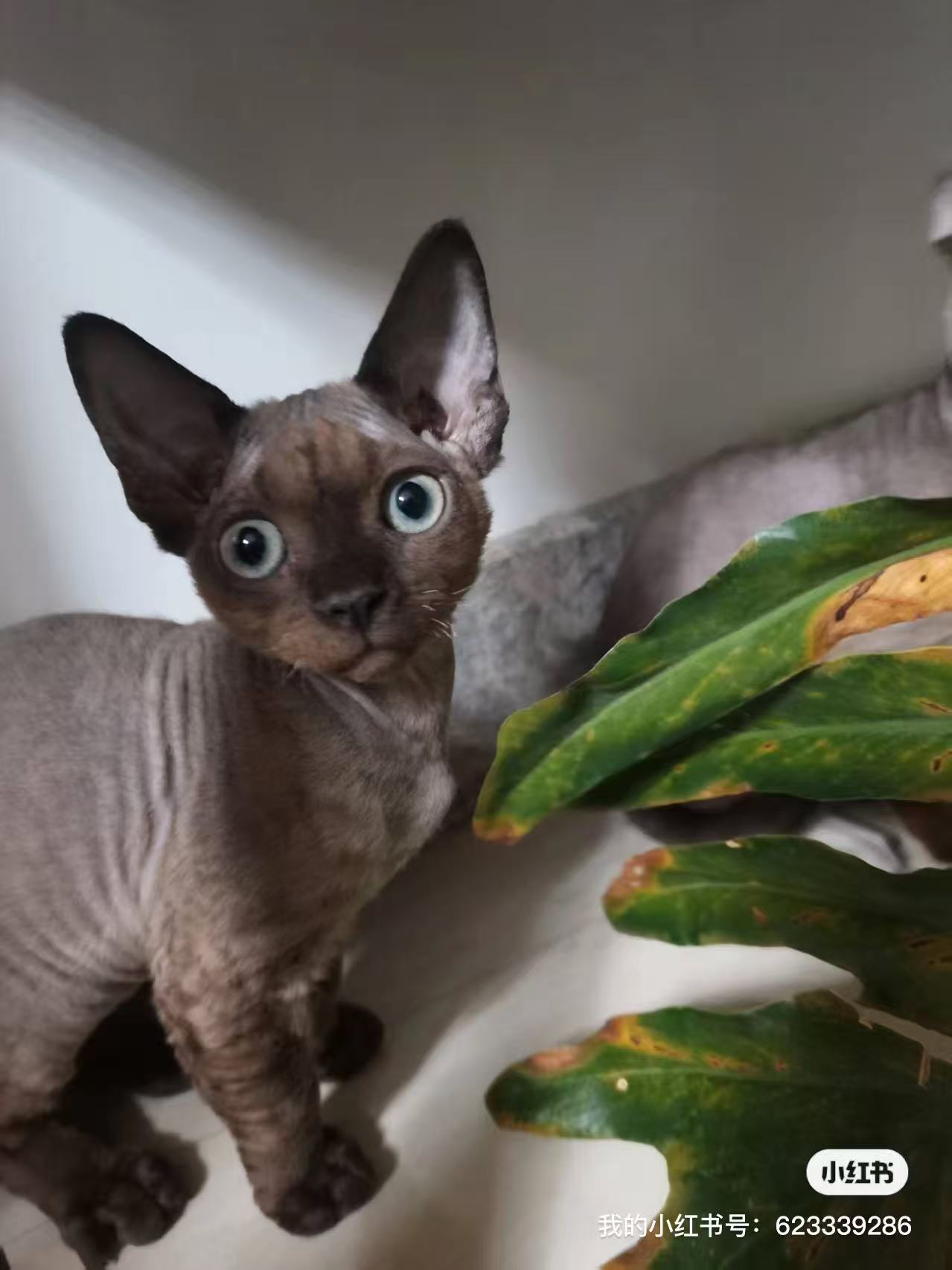 咖色德文，小妹妹，自家繁殖800